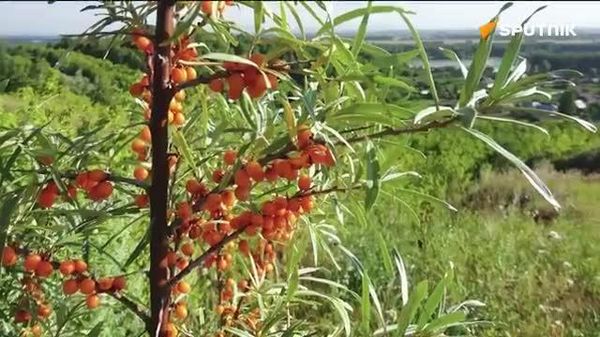 Russian scientists spot cancer-fighting potential in sea buckthorn - Sputnik India