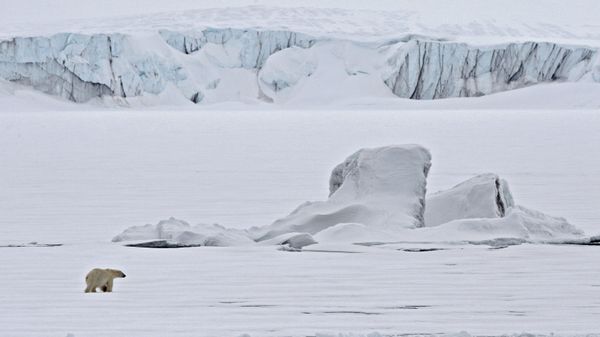 Polar bear on an ice floe in the Arctic Ocean. - Sputnik भारत