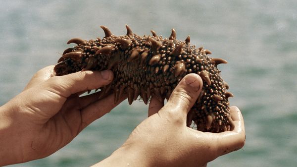 Sea cucumber - Sputnik भारत