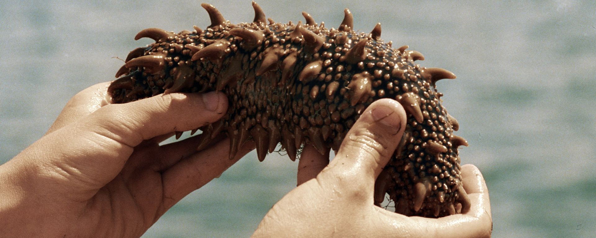 Sea cucumber - Sputnik भारत, 1920, 29.09.2026